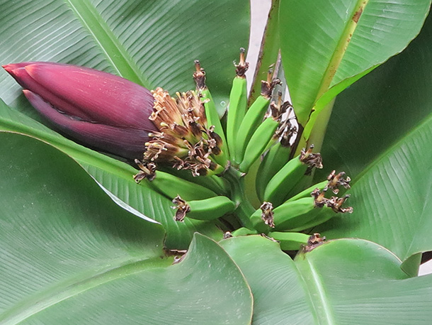 Kvety a plody bananovnika